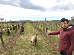 In die Grean GEHEN mit Winzer Markus Taubenschuss oder: Der Boden macht den Wein