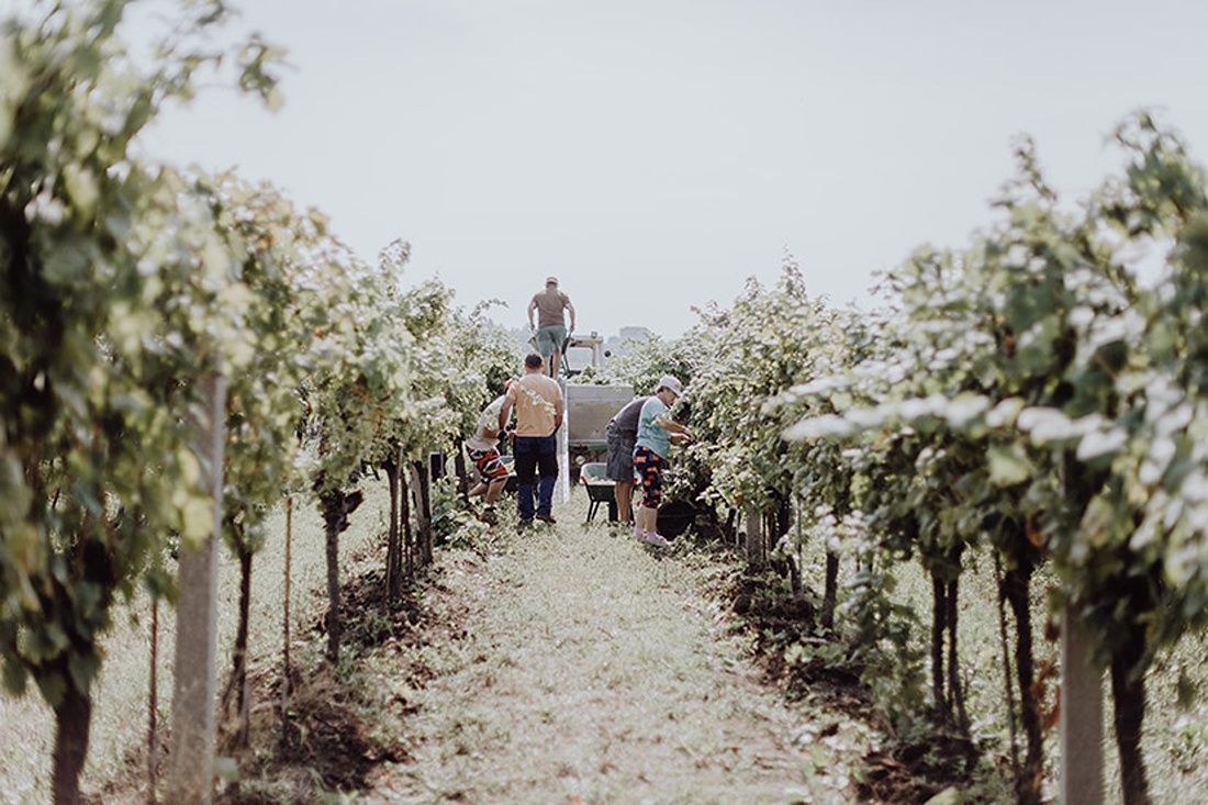 Weingut Martin Pasler – der Wein-Weltbürger